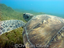 green turtle, dahab, lighthouse by Christian Cauwe 